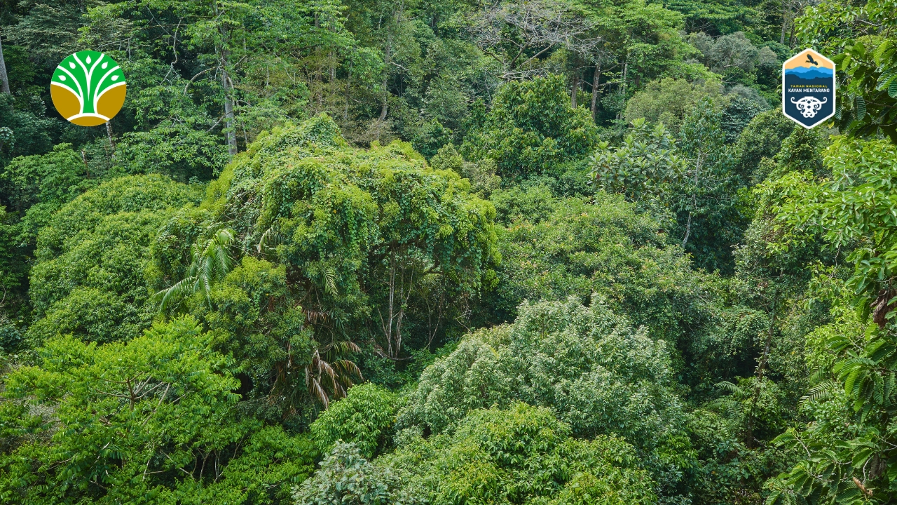 Artikel Konservasi dan Berita Taman Nasional Kayan Mentarang