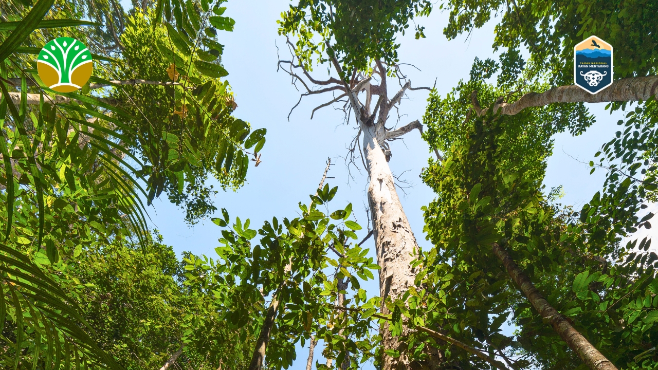 Jantung Borneo (Heart of Borneo)