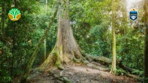 Taman Nasional Kayan Mentarang Surga Alam Kalimantan Utara