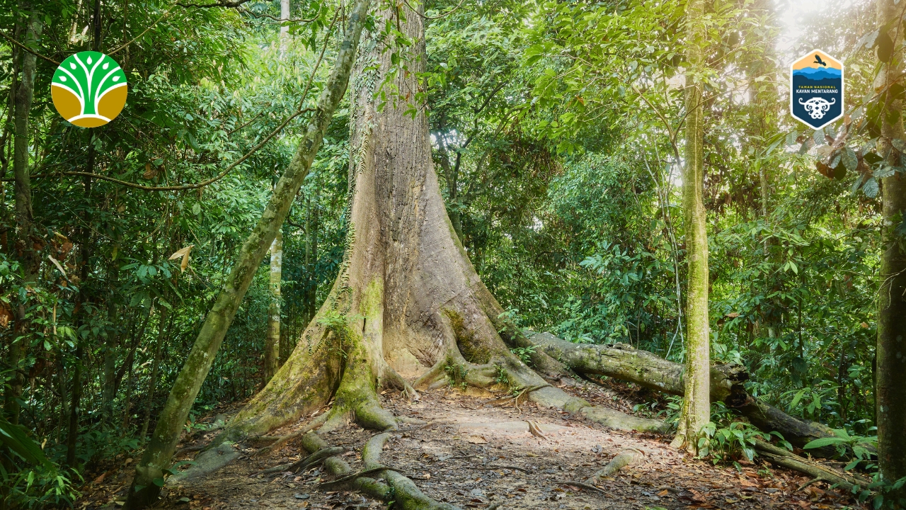 Taman Nasional Kayan Mentarang Surga Alam Kalimantan Utara