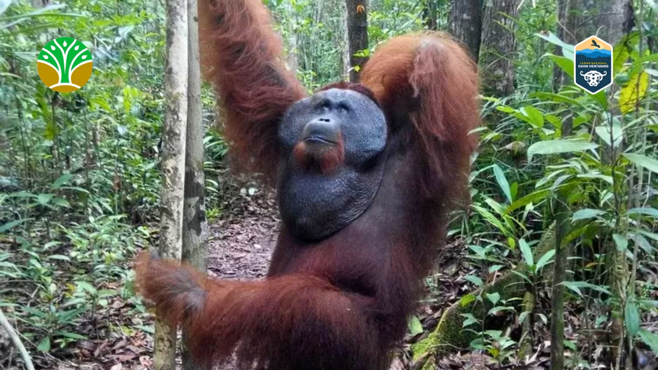 Taman Nasional Tanjung Puting - Kalimantan Tengah