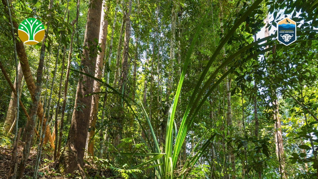 Zona Inti Taman Nasional Kayan Mentarang